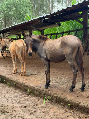 Vendo Mulas e Burros Desmamados