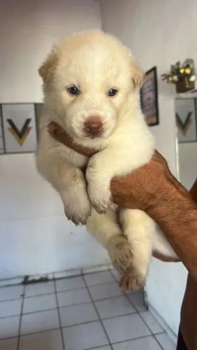 Husky siberiano 