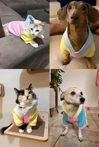 Roupa pet
