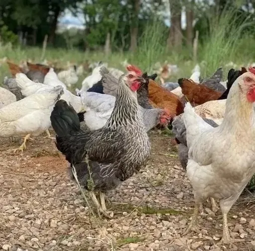 POEDEIRAS GLC OVOS COLORIDOS (pintinhos)