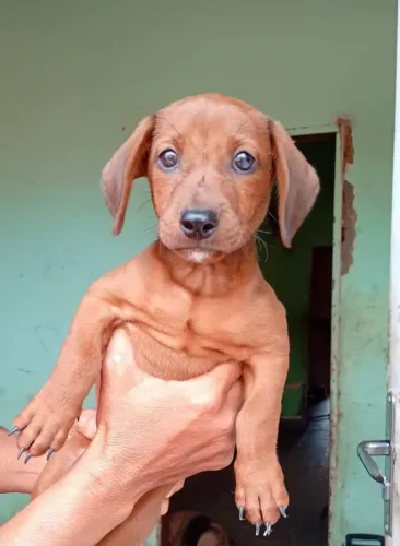 Pra vende lindo salsicha 