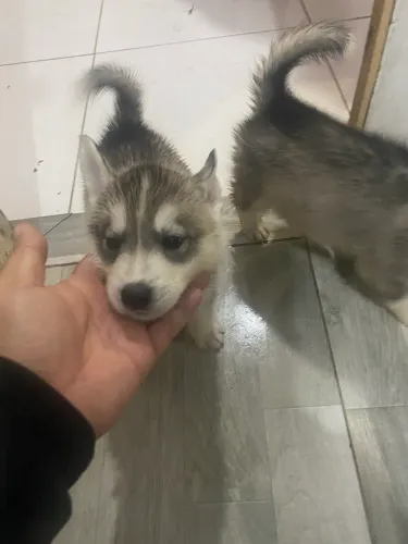 Filhotes de husky siberiano disponíveis pra venda 