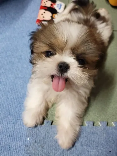 Shih tzu cores imperdível pra você se apaixonar