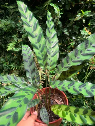 Planta