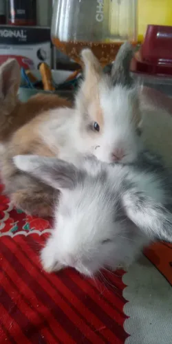 Coelhinhos