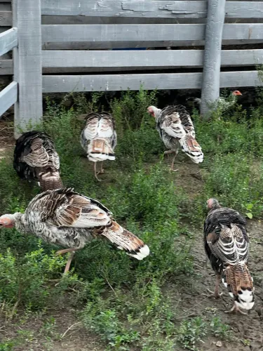 Vendo 6 perus machos e fêmeas