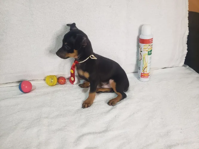 Machinho de Pinscher em Araguari