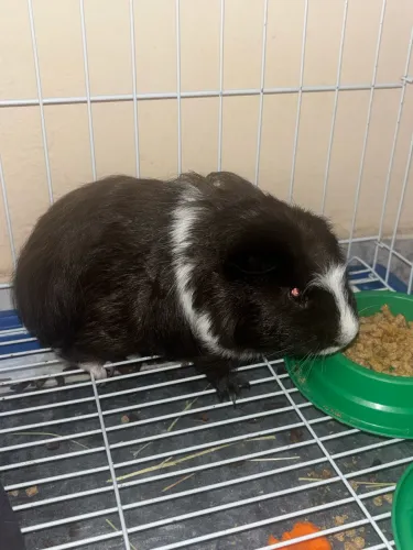 Porquinho da índia