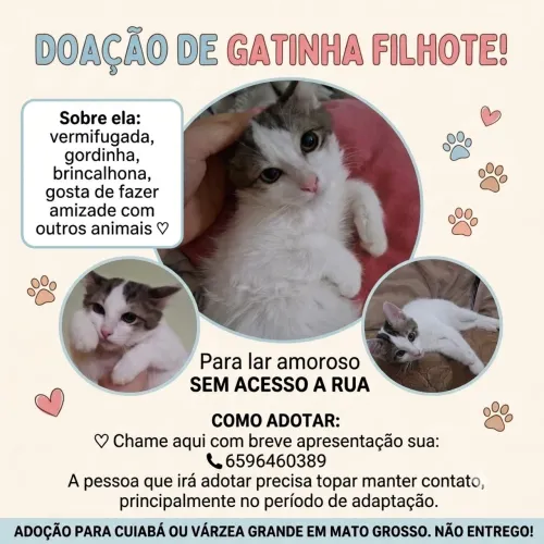 Doação de filhote fêmea (3 meses)