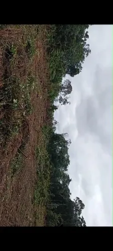 Terreno rural com 60 hectares