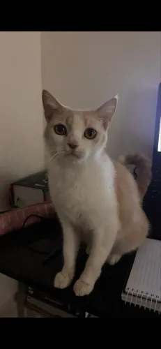 DOAÇÃO DE GATINHOS