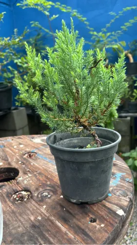 Pré bonsai de Junípero Jacaré - Escolha o seu 