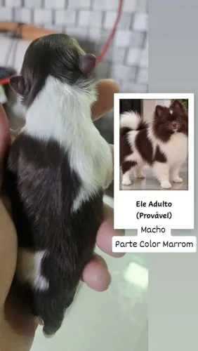 Spitz Alemão- Lulu da Pomerânia Anão