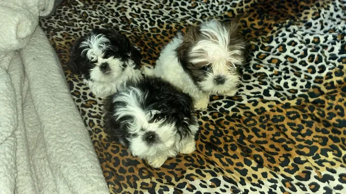 Shitzu lindos machinhos 