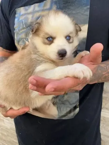 Cachorro