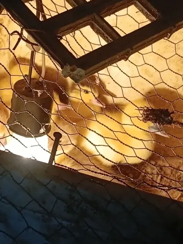 Vendas de bichos patinho e pintinho etc..
