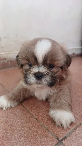 Filhote Shih tzu macho