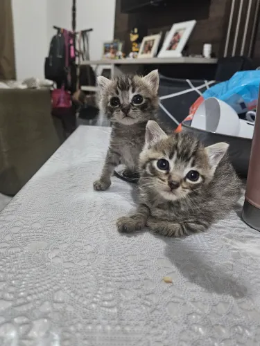 Gatinhas disponíveis para reserva