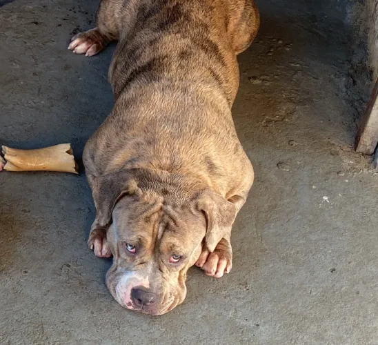 American bully 