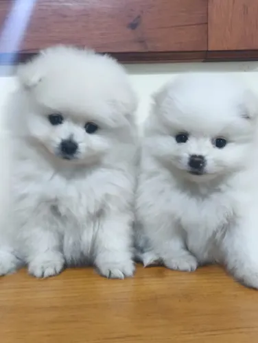 Lulus da Pomerânia lindos 2300,00