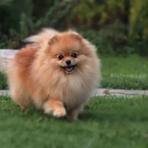 Filhotes de Spitz Alemão | Uma fofura impossível de ignorar.
