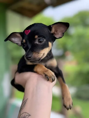 Linda fêmea de pinscher numero 1 a sua espera