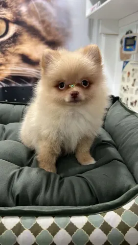 Lulu da pomerania macho 
