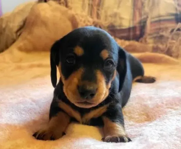 Basset Mini Dachshund Salsichinhas Purinhos. 