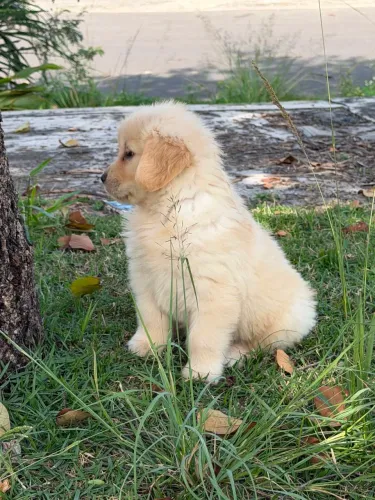 Golden Retriever