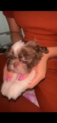 Cachorro