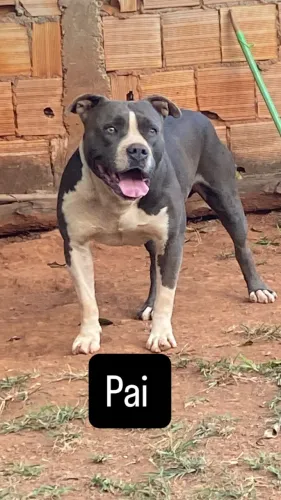 AMERICAN BULLY com STARFFORDSHIRE 