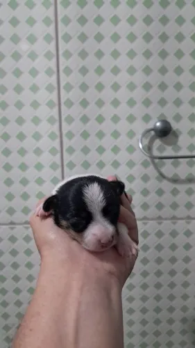 Pinscher femia malhada