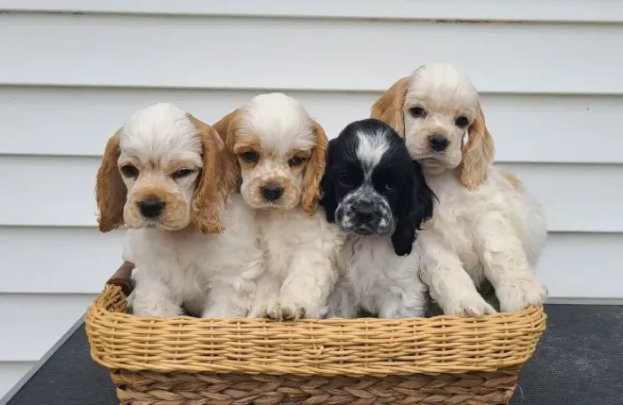 Cocker spaniel filhotes disponiveis 