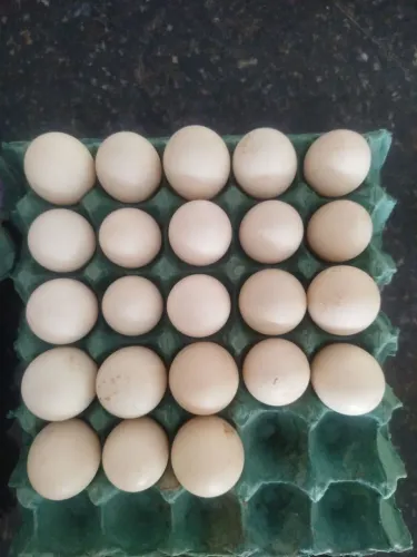 Ovos de pata Galados