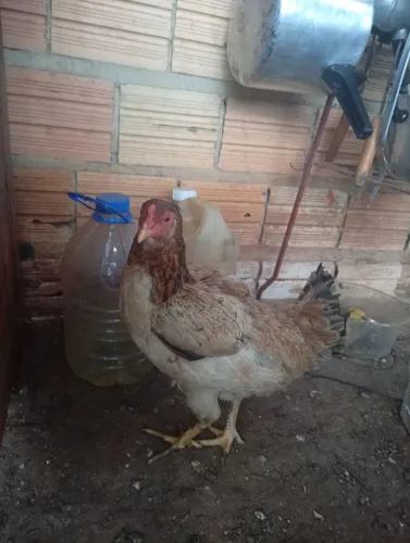 Galinha carioca