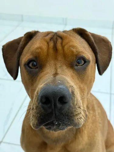 Cachorro doação