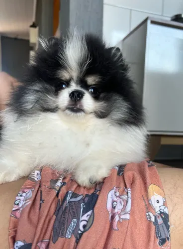 Vendo lindo lulu da pomeranea (macho)