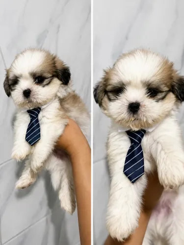 Shih Tzu Macho - Lindo filhote disponível! 