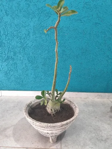 Rosa do Deserto Negra + Vaso de Cimento Decorativo C/Pés