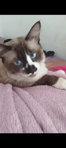 Gato 1 ano