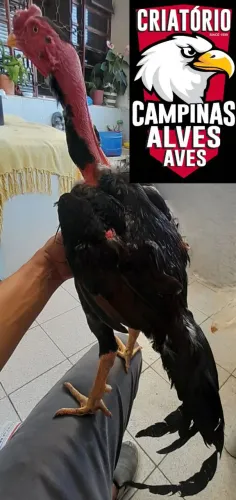 Frango Polaco Bola