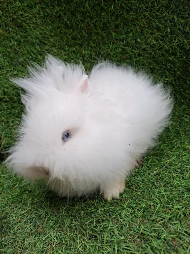 Coelho Mini Teddy Dwerg, impossível não se apaixonar!