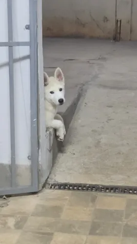 Husky siberiano
