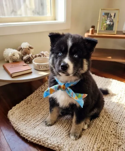 Husky siberiano wooly mostly black barbada 