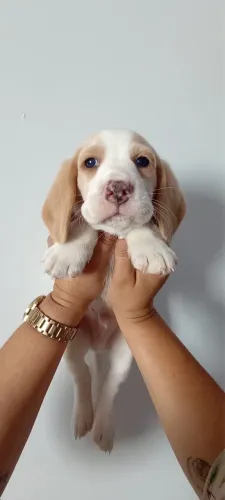 Filhote de beagle (macho)