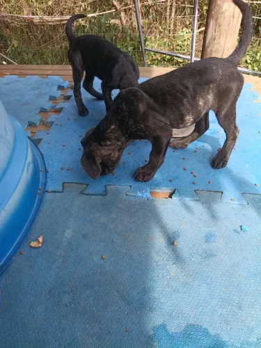 Cane corso