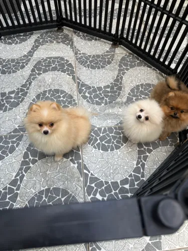 Lindos filhotes de Spitz Alemão disponíveis!