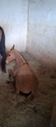 Vendo potra mangalarga marchador, marcha picada, cor baia, 5 meses.