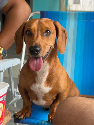 Procuro uma fêmea pra ele