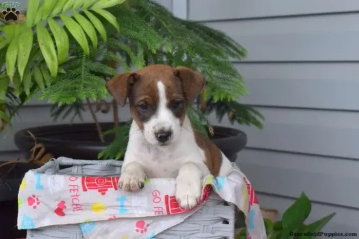 ?Jack Russell filhotes prontos para o lar?